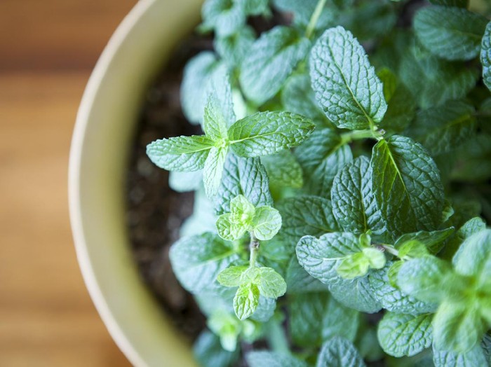 A stock photo of a healthy green mint plant growing in a small planter.