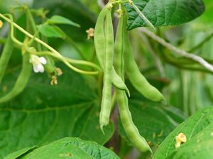 Cara Menanam Sayur di Galon Bekas dan Pilihan Tanaman yang Mudah Tumbuh