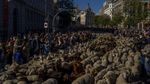 Kawanan Domba Menyumbat di Jalanan Kota Madrid