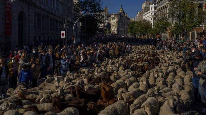 A heard of sheep enter central Madrid, Spain, Sunday, Oct. 24, 2021. Shepherds guided sheep through the Madrid streets in defence of ancient grazing and migration rights that seem increasingly threatened by urban sprawl and modern agricultural practices. (AP Photo/Manu Fernandez)