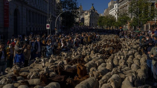 Kawanan domba ini melintas di jalanan dalam rangka Festival Transhumance yang akhirnya digelar lagi setelah vakum selama setahun gara-gara pandemi COVID-19.  