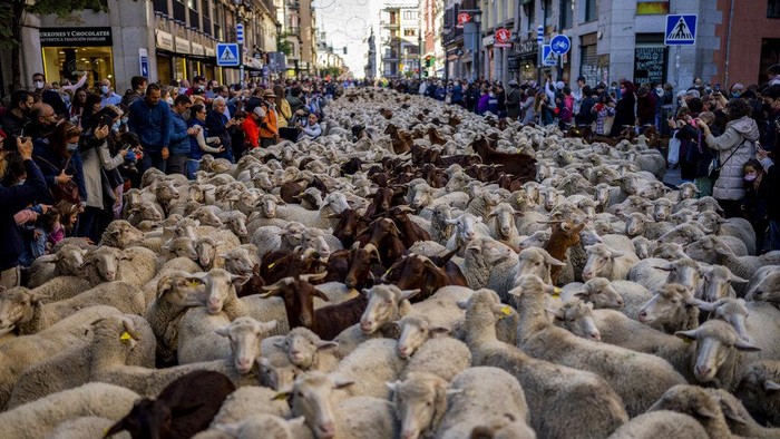 Kawanan Domba 'Menyumbat' Jalanan Kota Madrid A heard of sheep enter central Madrid, Spain, Sunday, Oct. 24, 2021. Shepherds guided sheep through the Madrid streets in defence of ancient grazing and migration rights that seem increasingly threatened by urban sprawl and modern agricultural practices. (AP Photo/Manu Fernandez)