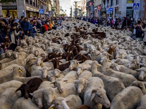 Ribuan Domba Padati Jalanan di Kota Madrid dalam Festival Transhumance