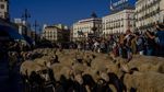 Kawanan Domba Menyumbat di Jalanan Kota Madrid