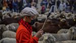 Kawanan Domba Menyumbat di Jalanan Kota Madrid