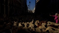 Ribuan domba yang berjalan melintasi jalan perkotaan itu mengundang perhatian warga Madrid untuk menyaksikan dari dekat.   