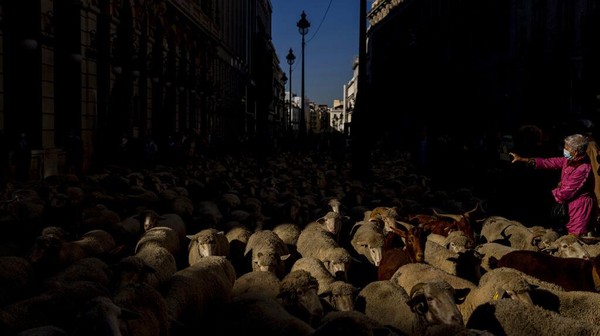 Ribuan domba yang berjalan melintasi jalan perkotaan itu mengundang perhatian warga Madrid untuk menyaksikan dari dekat.   