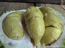 Creamy Legit! Durian Mentega dari Gunung Semeru yang Masak Pohon
