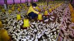 Mantan Gurandil Beternak Ayam Dapat Cuan Ratusan Juta