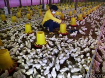 Peternak Teriak Rugi Ratusan Juta Gegara Harga Ayam di Kandang Anjlok