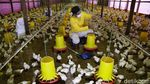 Mantan Gurandil Beternak Ayam Dapat Cuan Ratusan Juta