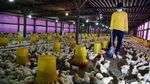 Mantan Gurandil Beternak Ayam Dapat Cuan Ratusan Juta