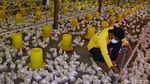Mantan Gurandil Beternak Ayam Dapat Cuan Ratusan Juta