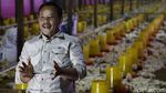 Mantan Gurandil Beternak Ayam Dapat Cuan Ratusan Juta