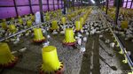 Mantan Gurandil Beternak Ayam Dapat Cuan Ratusan Juta