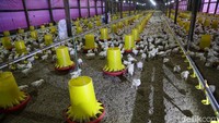 Peternakan ayam pedaging di Kampung Gunung Dahu itu mendapatkan penghargaan Indonesia Sustainable Development Goals Award (ISDA) 2021 dari Corporate Forum for CSR Development. Penghargaan ini diberikan karena peternakan tersebut mampu mengukir manfaat yang berkelanjutan.