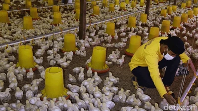 Mantan Gurandil Beternak Ayam Dapat Cuan Ratusan Juta
