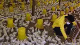 Mantan Gurandil Beternak Ayam Dapat Cuan Ratusan Juta