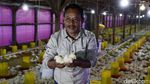 Mantan Gurandil Beternak Ayam Dapat Cuan Ratusan Juta