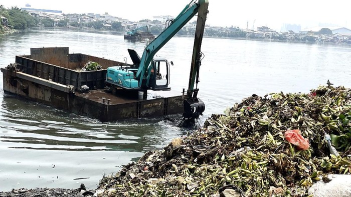 Musim Hujan, Sampah di Waduk Pluit Dibersihkan Memasuki musim hujan, Waduk Pluit terus dibersihkan. Sampah dan enceng gondok yang mengotori waduk dikeruk menggunakan alat berat.
