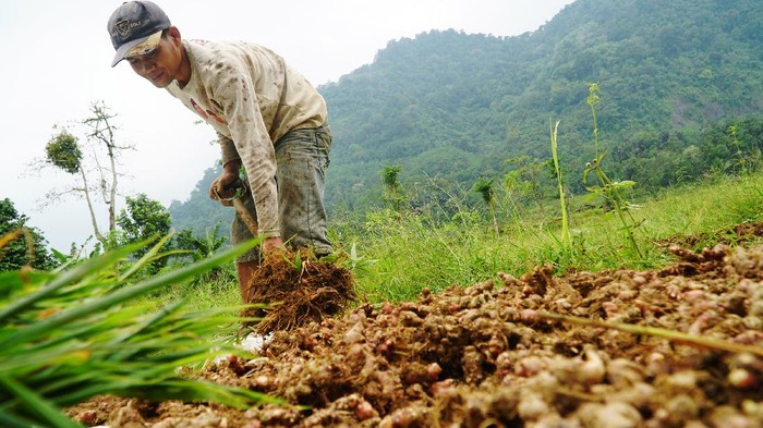 Panen Jahe Petani Jahe Merah binaan Yayasan Dharma Bhakti Astra (YDBA) di Ds. Hariang, Kec. Sobang, Lebak, Banten, Basri (kanan) dan Asrip (kiri) saat menunjukkan kualitas hasil panen perdana jahe merah kepada Staf Dept. Training & Mentoring YDBA, Rama Pradipta (tengah) (20/10). Panen perdana ini merupakan hasil pembinaan YDBA berkolaborasi dengan PT Bintang Toedjoe sejak November 2020.