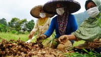 Dalam kolaborasi tersebut, PT Bintang Toedjoe berperan dalam memberikan pelatihan teknis, standar quality, cost & delivery (QCD) dan kesempatan petani untuk memasok produknya ke PT Bintang Toedjoe. 