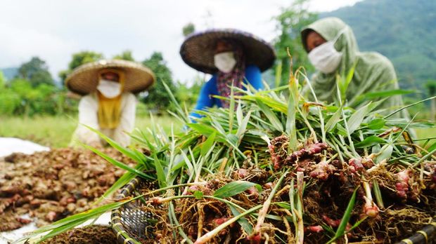 Petani Jahe Merah binaan Yayasan Dharma Bhakti Astra (YDBA) di Ds. Hariang, Kec. Sobang, Lebak, Banten, Basri (kanan) dan Asrip (kiri) saat menunjukkan kualitas hasil panen perdana jahe merah kepada Staf Dept. Training & Mentoring YDBA, Rama Pradipta (tengah) (20/10). Panen perdana ini merupakan hasil pembinaan YDBA berkolaborasi dengan PT Bintang Toedjoe sejak November 2020.