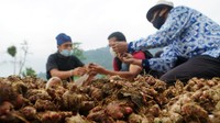Para petani menunjukkan hasil panen perdana jahe merah kepada Staf Dept Training & Mentoring YDBA Rama Pradipta.