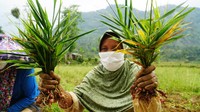 Para petani melakukan panen jahe merah di Desa Hariang, Kecamatan Sobang, Lebak, Banten.