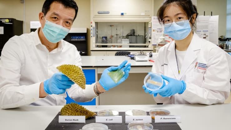 Keren! Ilmuwan Singapura Sulap Sampah Durian Jadi Plester Luka