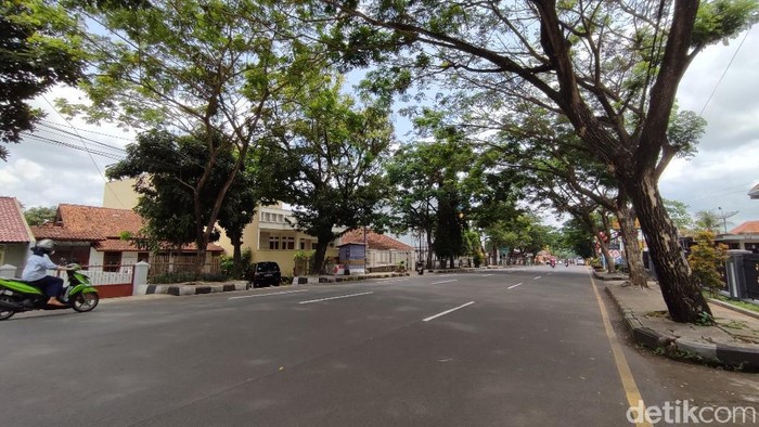 Pohon Trembesi yang rawan tumbang di Ciamis akan diganti