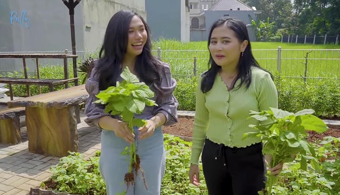 Prilly Latuconsina Senang Bisa Panen Pakcoy dan Bayam di Rumahnya