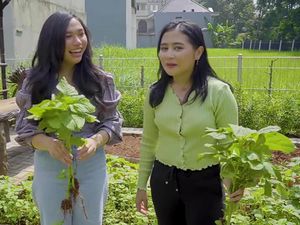 Prilly Latuconsina Senang Bisa Panen Pakcoy dan Bayam di Rumahnya