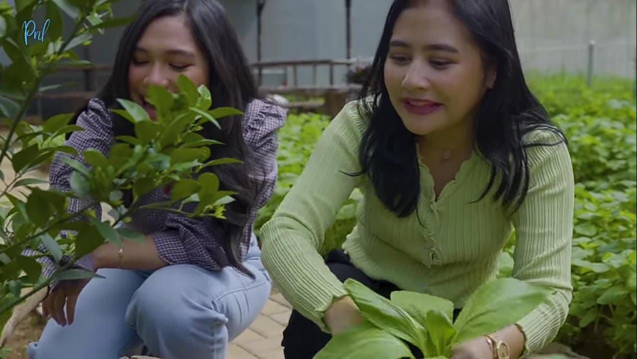 Prilly Latuconsina Senang Bisa Panen Pakcoy dan Bayam di Rumahnya