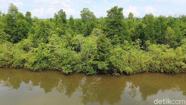 Hutan mangrove ini memiliki luas 5 hektar.