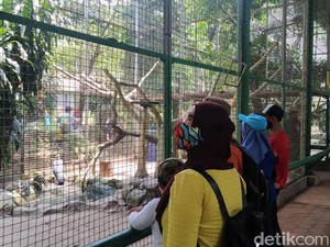 Pengunjung Ragunan: Akhirnya Anak Bisa Lihat Satwa Secara Langsung