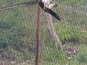 Kabar Gembira! TNG Ciremai Bakal Kedatangan 4 Elang dan 3 Kucing Hutan