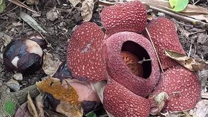 Bunga Rafflesia yang Langka Ditemukan di Pinggir Kota Banyuwangi