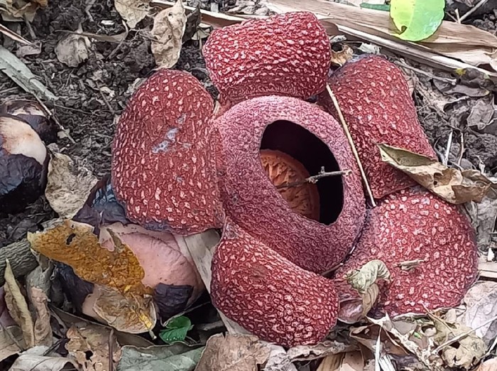 Bunga Rafflesia ditemukan di Banyuwangi. Bunga bangkai raksasa ini tumbuh di kawasan KPH Banyuwangi Utara.