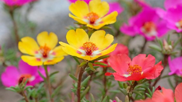 Purslane flowers, close up. Portulaca decorative yellow, red and pink in the garden. Ground Cover plant in flower beds, gardens and alpine slides.
