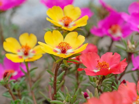 Purslane flowers, close up. Portulaca decorative yellow, red and pink in the garden. Ground Cover plant in flower beds, gardens and alpine slides.