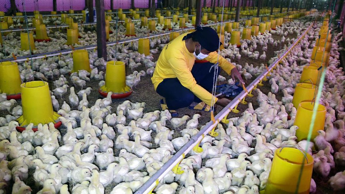 peternakan ayam broiler di jakarta