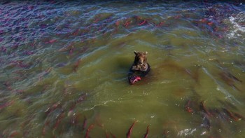 Tampak beruang sedang menikmati makan ikan salmon. Foto: Dok. Jon Rafman