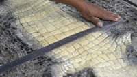 Hal itu dikarenakan buaya merupakan salah satu hewan dilindungi berdasarkan Peraturan Pemerintah Nomor 7 Tahun 1999 Tentang Pengawetan Jenis Tumbuhan dan Satwa. Berdasarkan peraturan tersebut buaya termasuk dalam kategori Apendiks II CITES yaitu daftar spesies yang tidak terancam kepunahan, tetapi mungkin terancam punah bila perdagangan terus berlanjut tanpa adanya pengaturan.