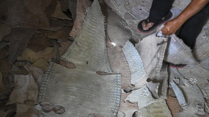 GELIAT KERAJINAN KULIT BUAYA DI MERAUKE Perajin menyiapkan kulit buaya yang sudah dikeringkan dan siap untuk diproses menjadi aneka produk di Merauke, Papua.