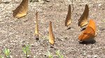 Mengintip Kupu-kupu Kawin di Bantimurung, Mumpung Lagi Musim!