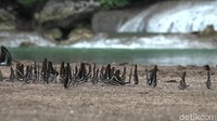 Untuk menikmati pemandangan unik itu, traveler harus berkunjung ke Telaga Kassi Kebo. Lokasinya berada sekitar 1 kilometer di atas air terjun Bantimurung, dengan menaiki tangga setinggi 40 meter. (Moehammad Bakrie/detikTravel)