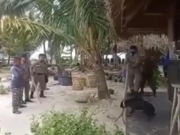 Momen evakuasi anjing Canon dari resort di Pulau Banyak untuk dibawa ke daratan Aceh Singkil (Screenshot video viral)