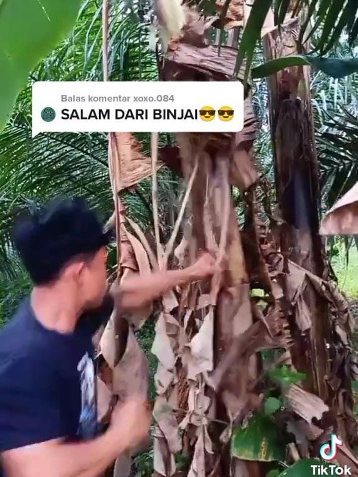 Screenshot video Salam dari Binjai (dok. Istimewa)