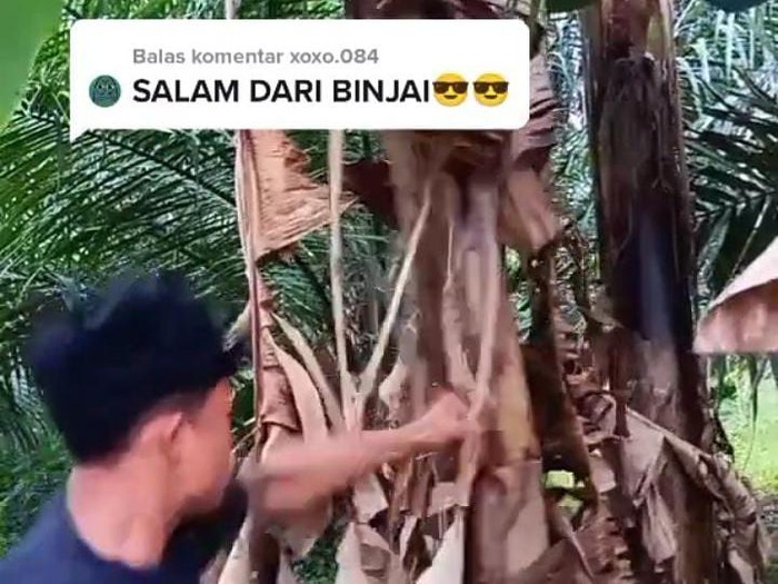 Pria Viral Pukul Pohon Pisang Salam Dari Binjai Eks Atlet Tinju